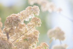 mini-_MG_1347