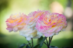 mini-_MG_1352