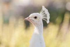 mini-_MG_2179-2